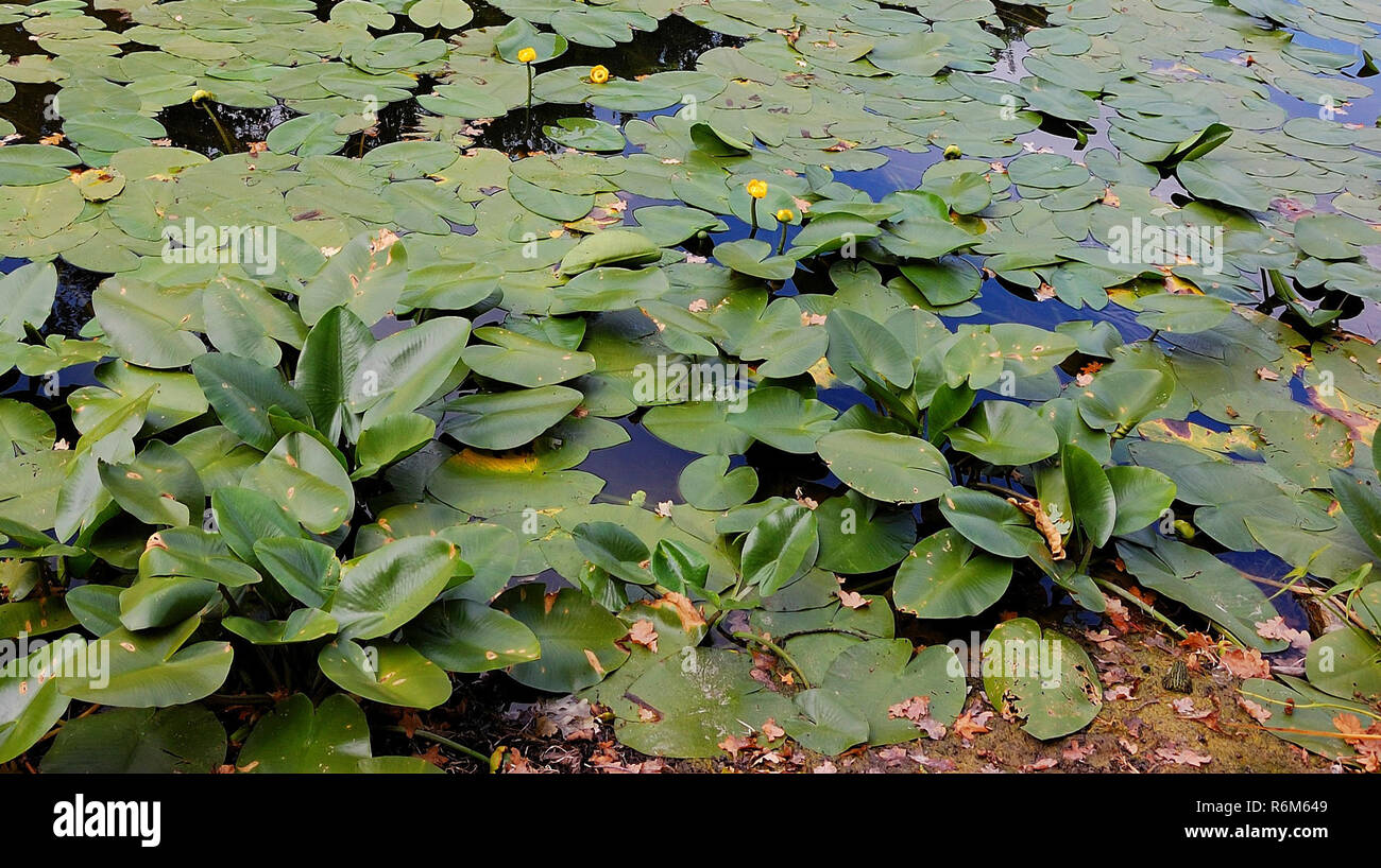 Swampy terrain with water lilies. Stock Photo