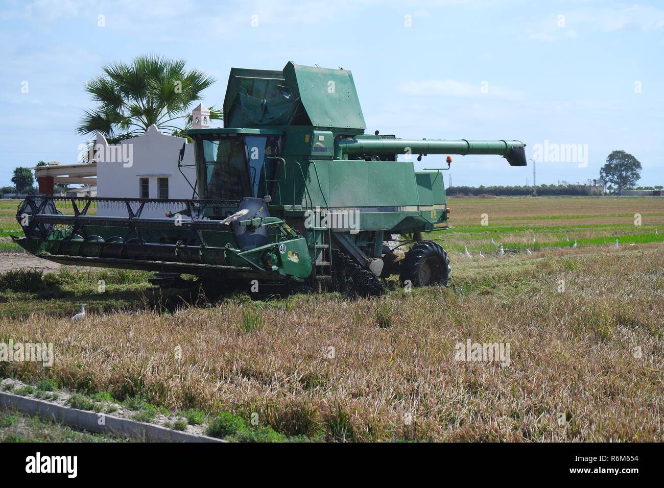 rice harvest in the ebro delta Stock Photo