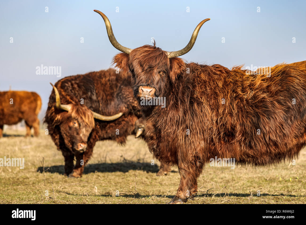 Highland cattle grazing in nature reserve at the flood plains in the Dutch delta rivers. Cows that are entered for nature management and grassland mai Stock Photo