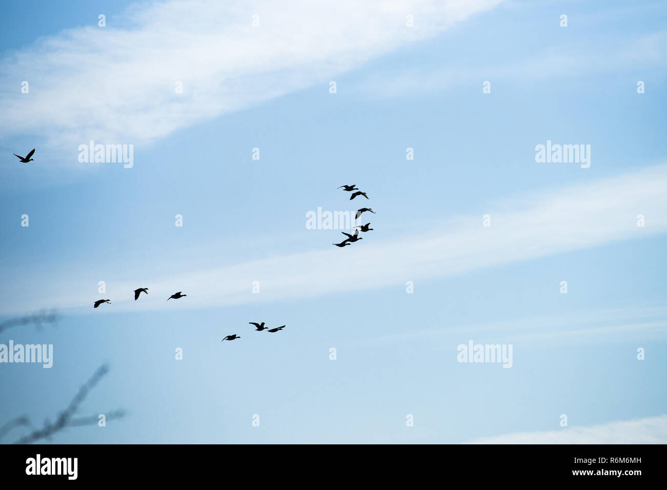 Large group of flying geese in formation. Birds on their way for their