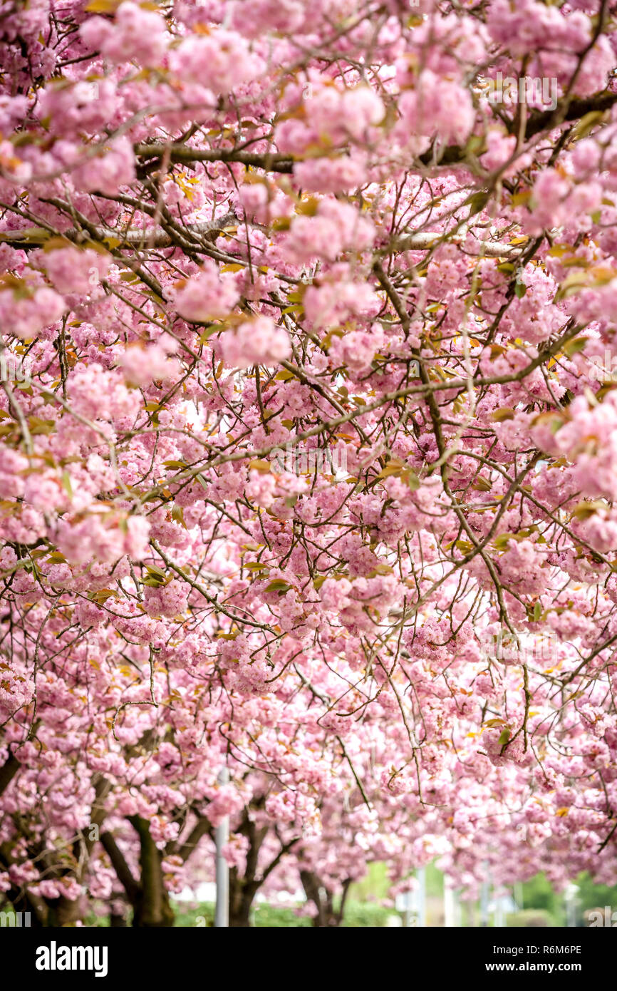 Prunus pink perfection cherry tree hi-res stock photography and images