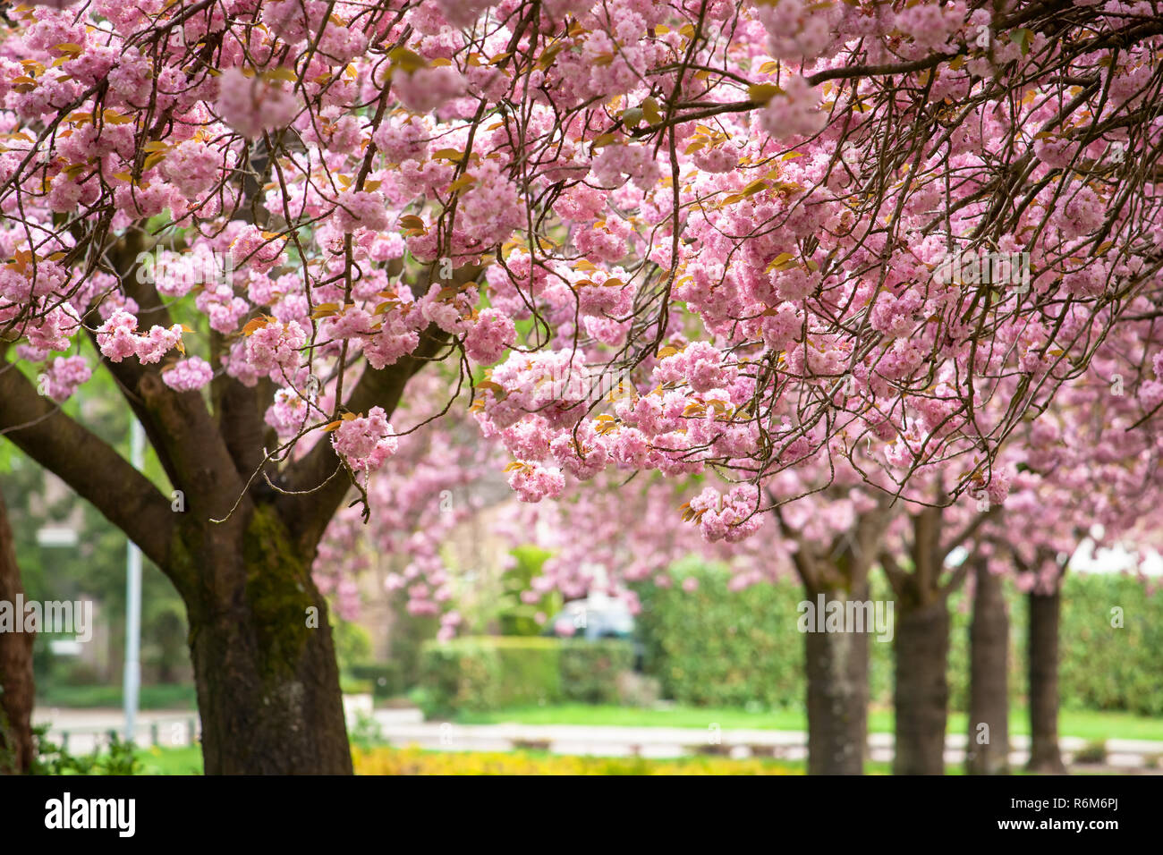 Prunus pink perfection cherry tree hi-res stock photography and images