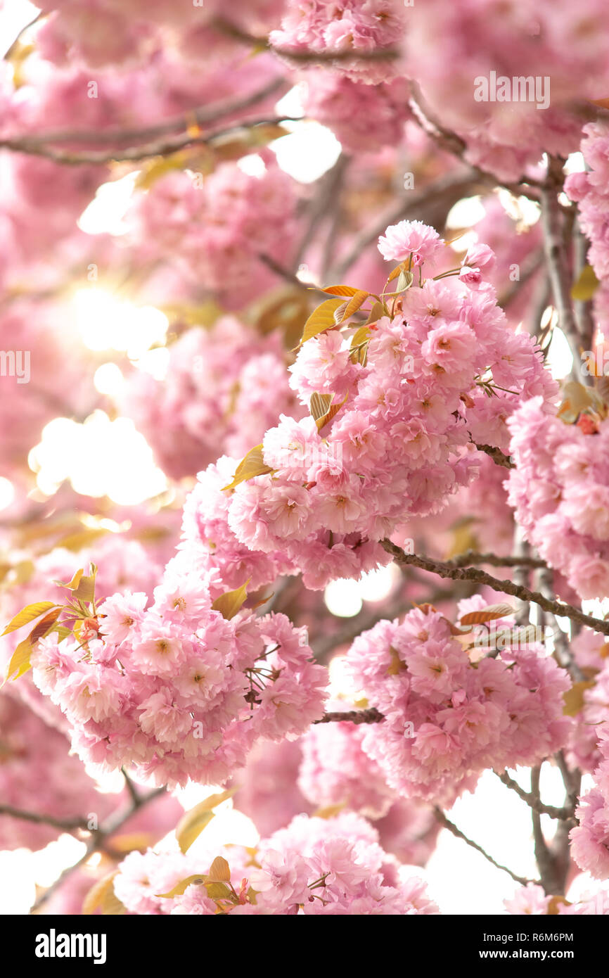 Prunus pink perfection cherry tree hi-res stock photography and images