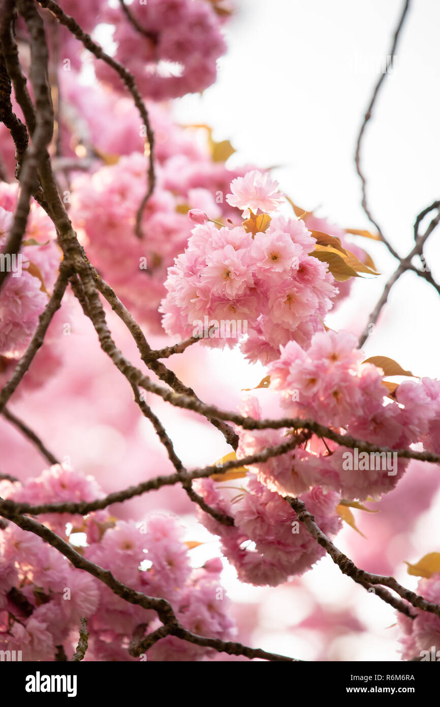Prunus pink perfection cherry tree hi-res stock photography and images