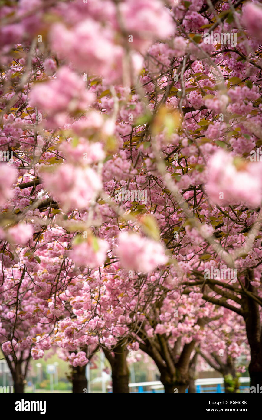 Prunus pink perfection cherry tree hi-res stock photography and images