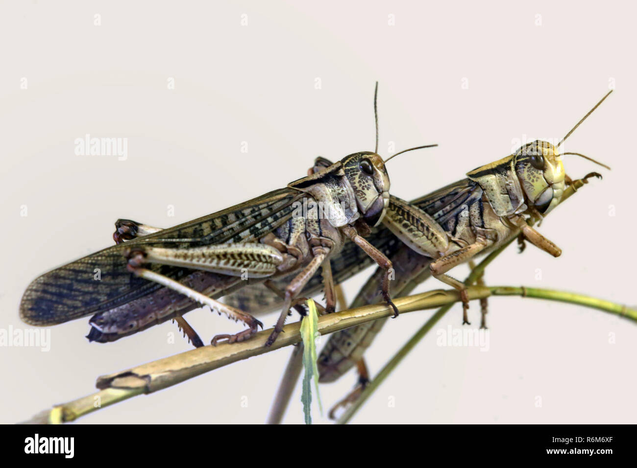Photo - Migratory locust - Locusta migratoria 
