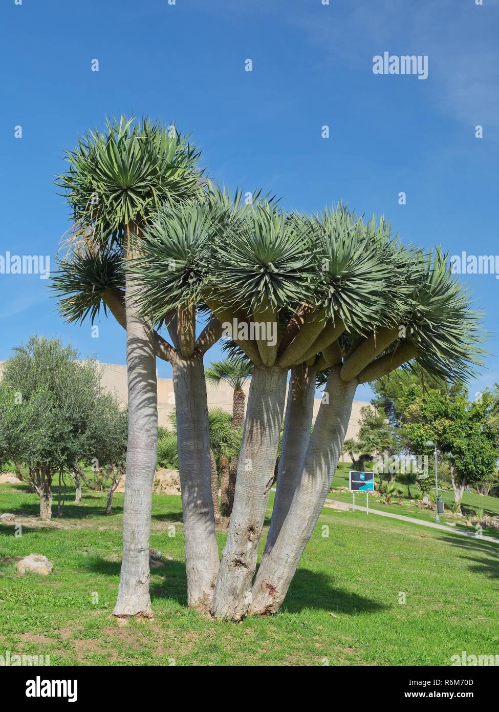 Subtropical Tree High Resolution Stock Photography And Images Alamy