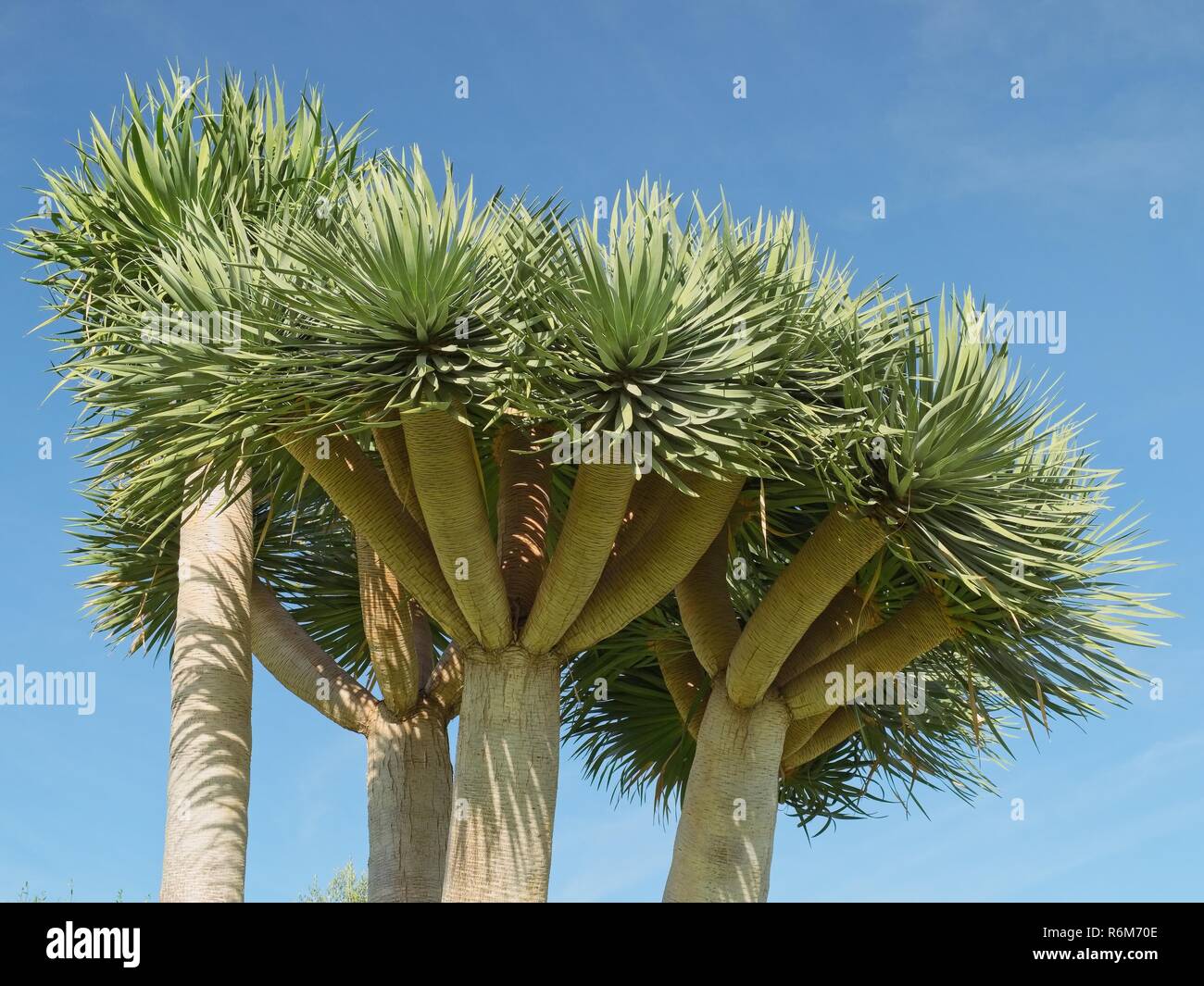 Subtropical Tree High Resolution Stock Photography And Images Alamy