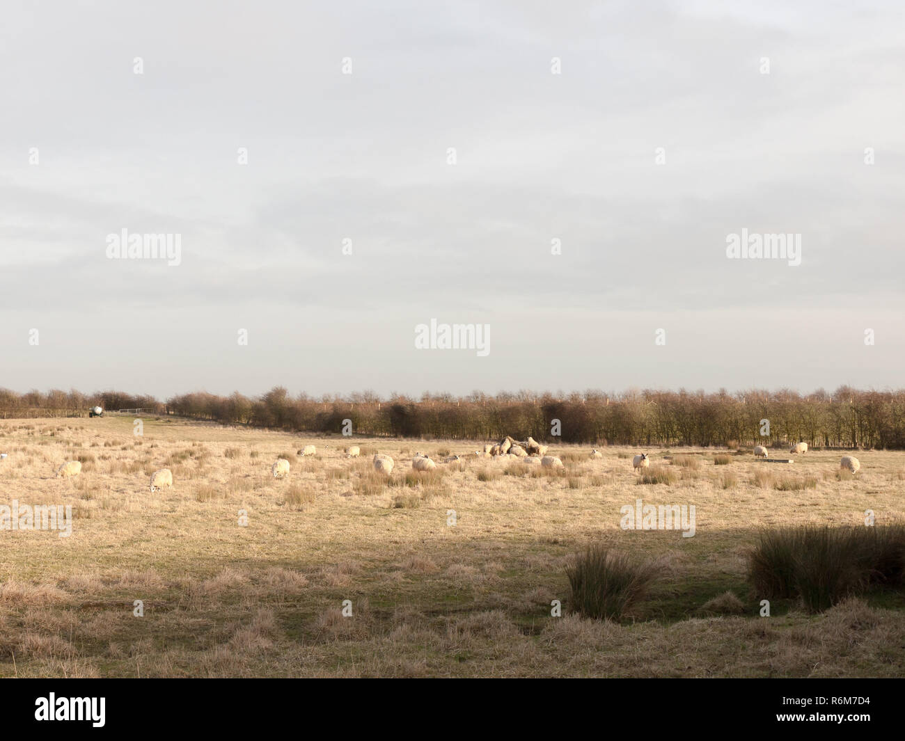 many sheep in farm field open day grass plain spring landscape Stock Photo