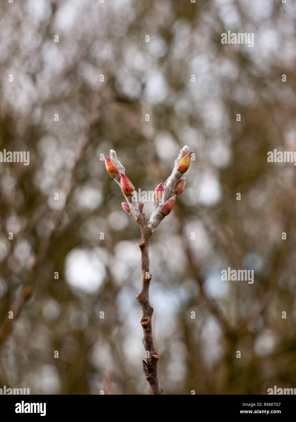 close up of two budding tips of tree in winter Stock Photo