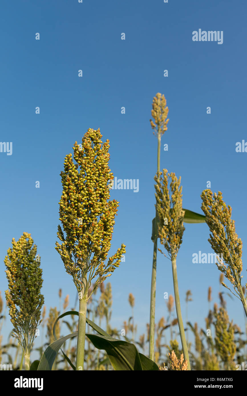 Field of Sorghum or Millet Stock Photo