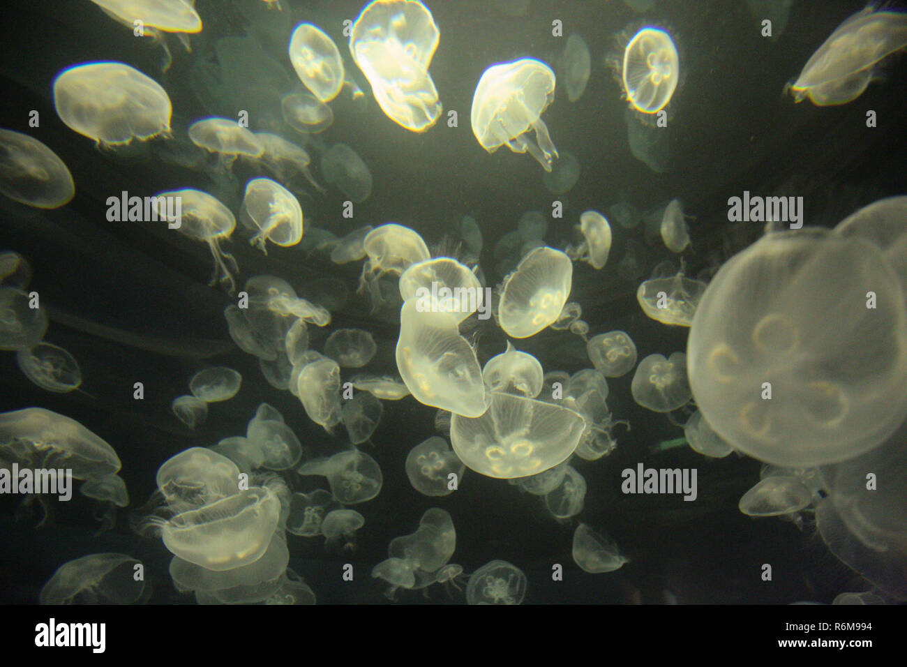 Jellyfish at Odysea Aquarium, Scottsdale, Arizona Stock Photo