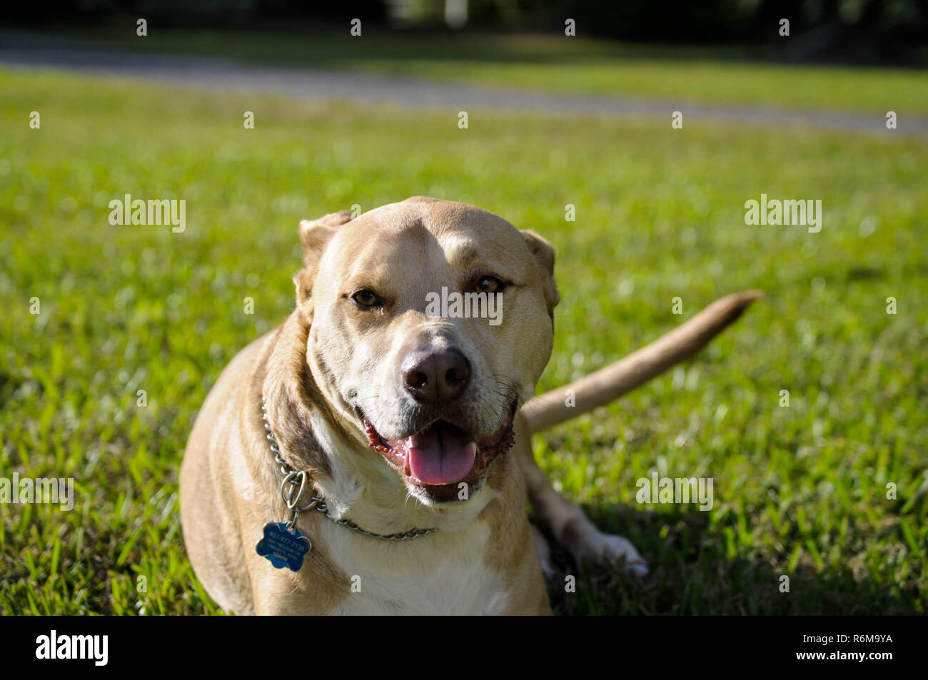 A dog in the summer time grass Stock Photo - Alamy - Why Give Your Dog Grass In Summer