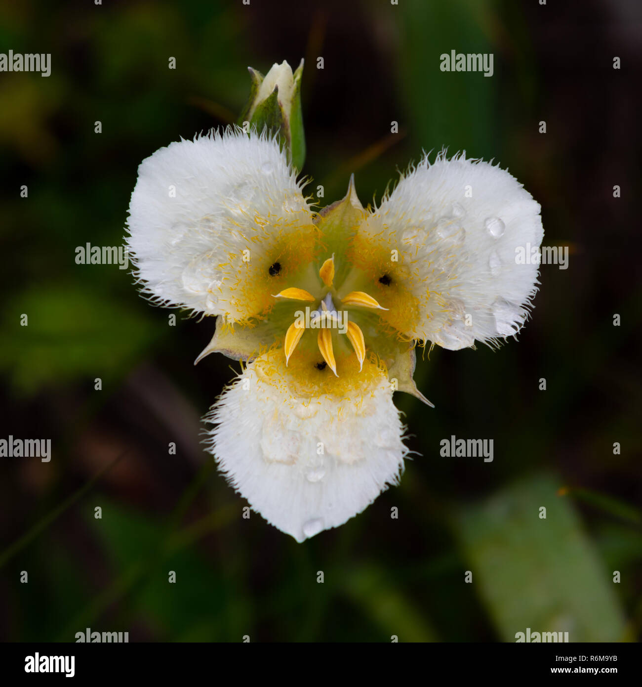 Rain Drops Cling to Pointed Mariposa Lily Stock Photo