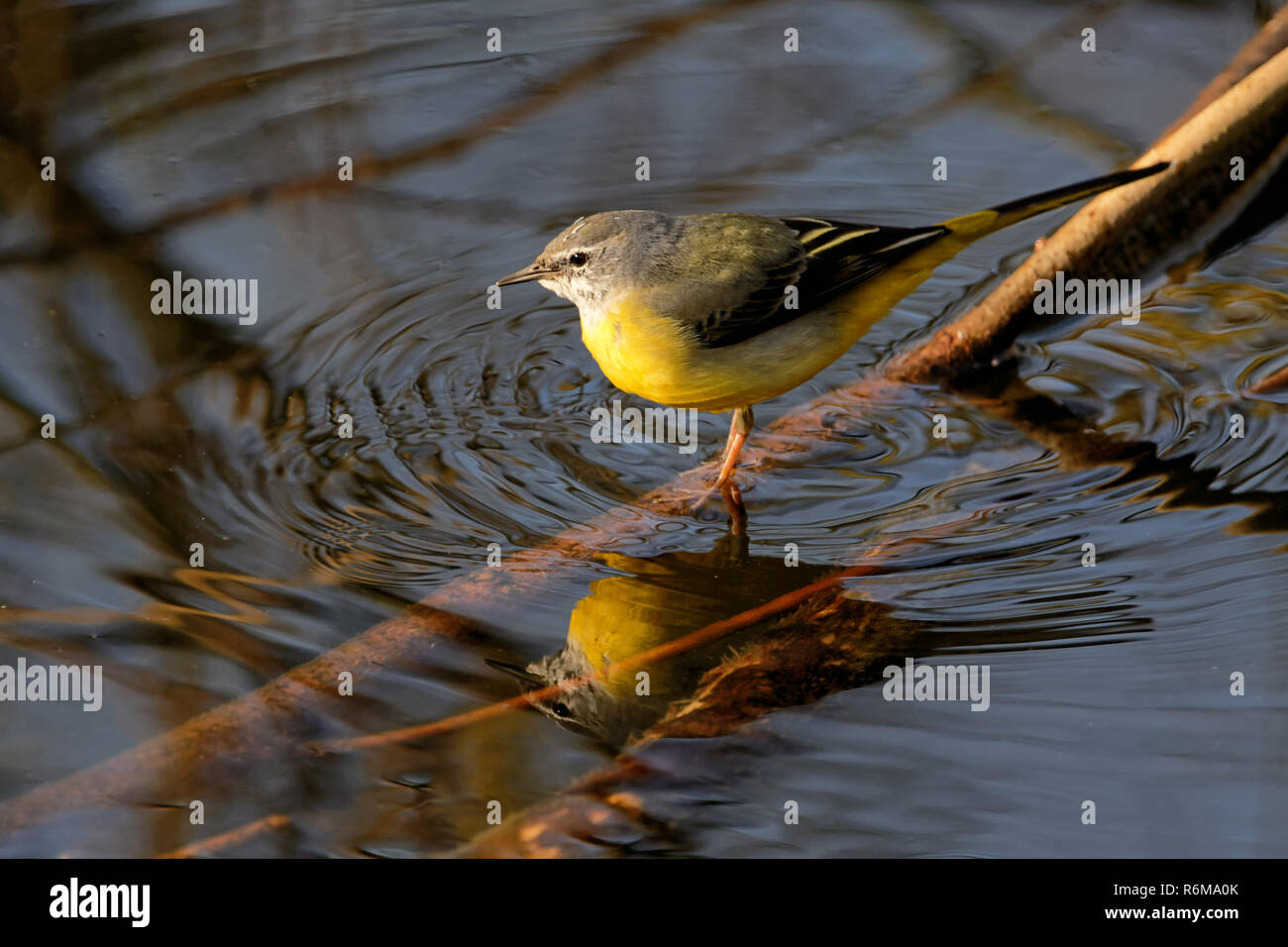 gray wagtail hunts in the creek Stock Photo