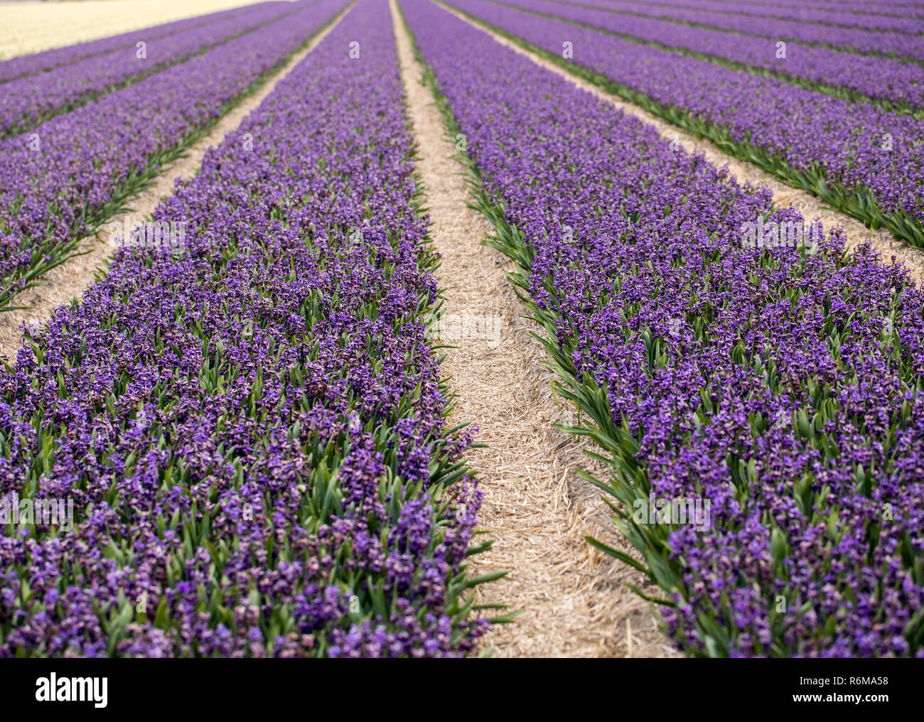 hyacinth  fields of the Bollenstreek, South Holland, Netherlands Stock Photo