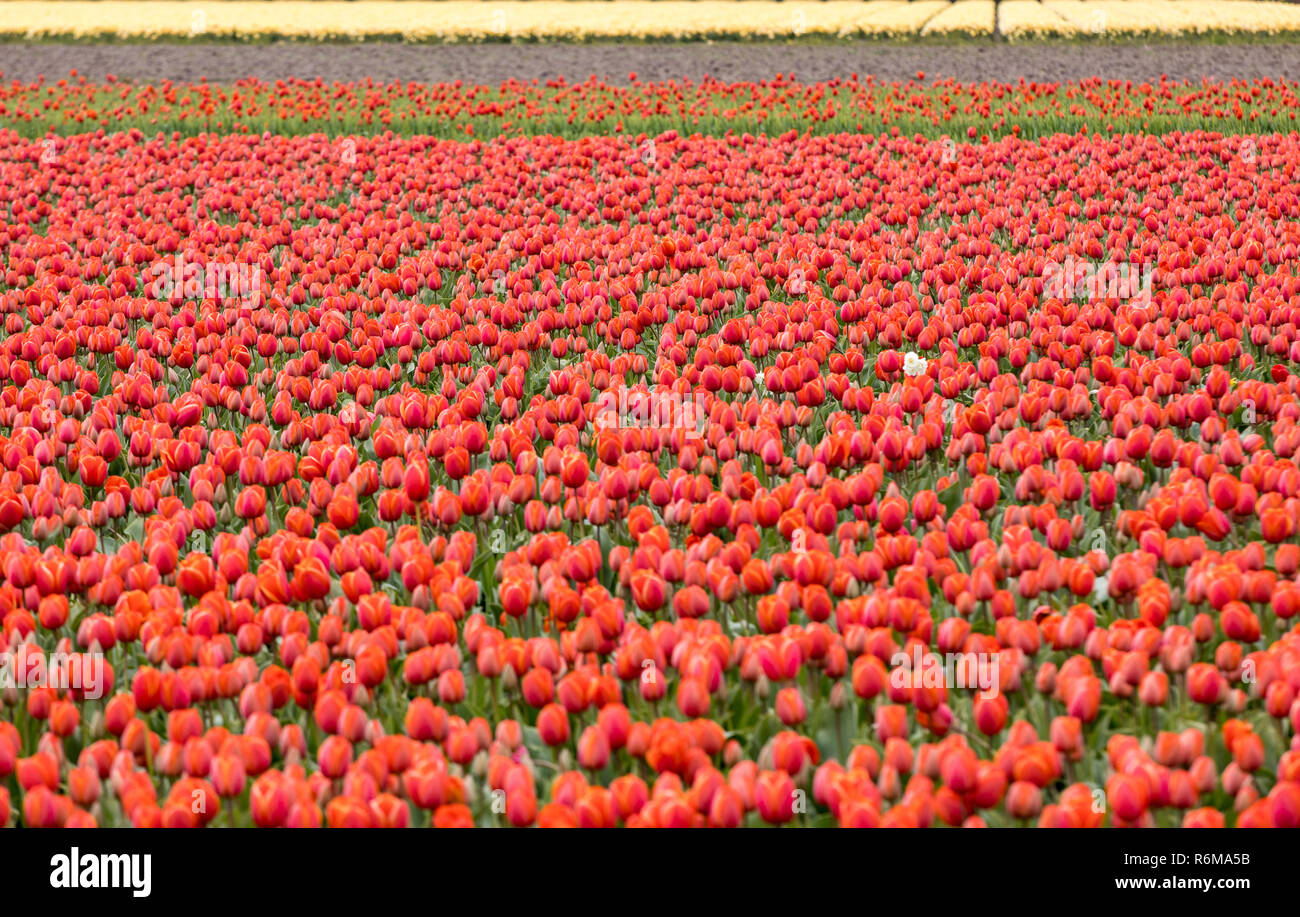 Red Tulips fields of the Bollenstreek, South Holland, Netherlands Stock Photo