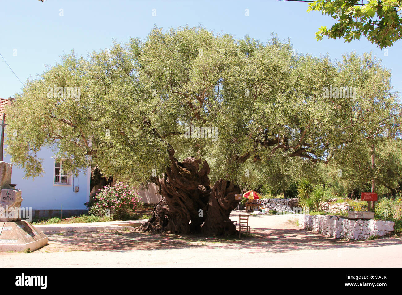 olive tree,about 2000 years old,in exo hora,greece,one of the oldest trees  in the world Stock Photo - Alamy