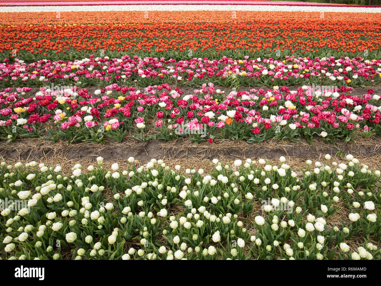 Tulip fields of the Bollenstreek, South Holland, Netherlands Stock ...