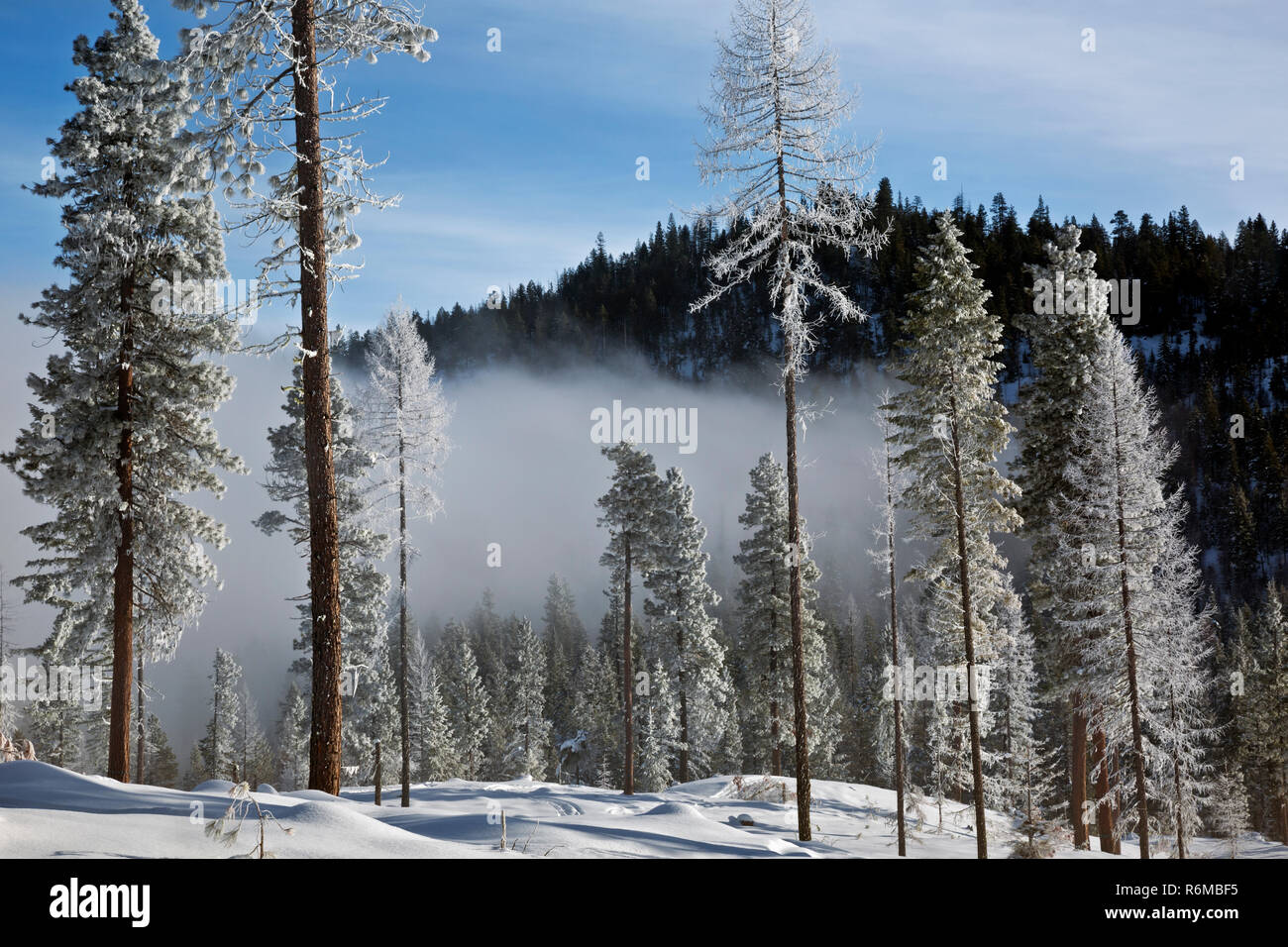 Loup Loup Pass Weather in Brief.