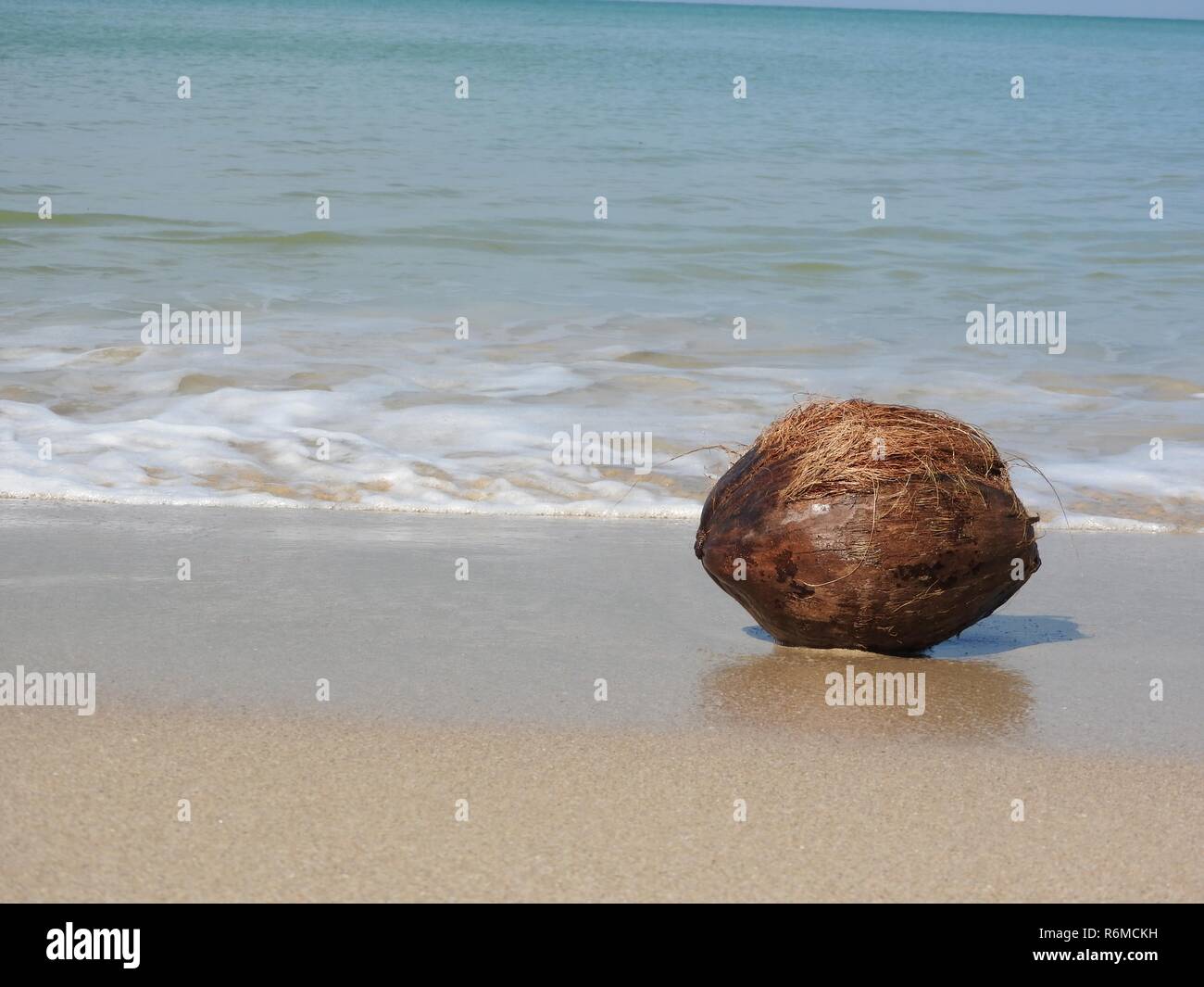 coconut on the beach Stock Photo