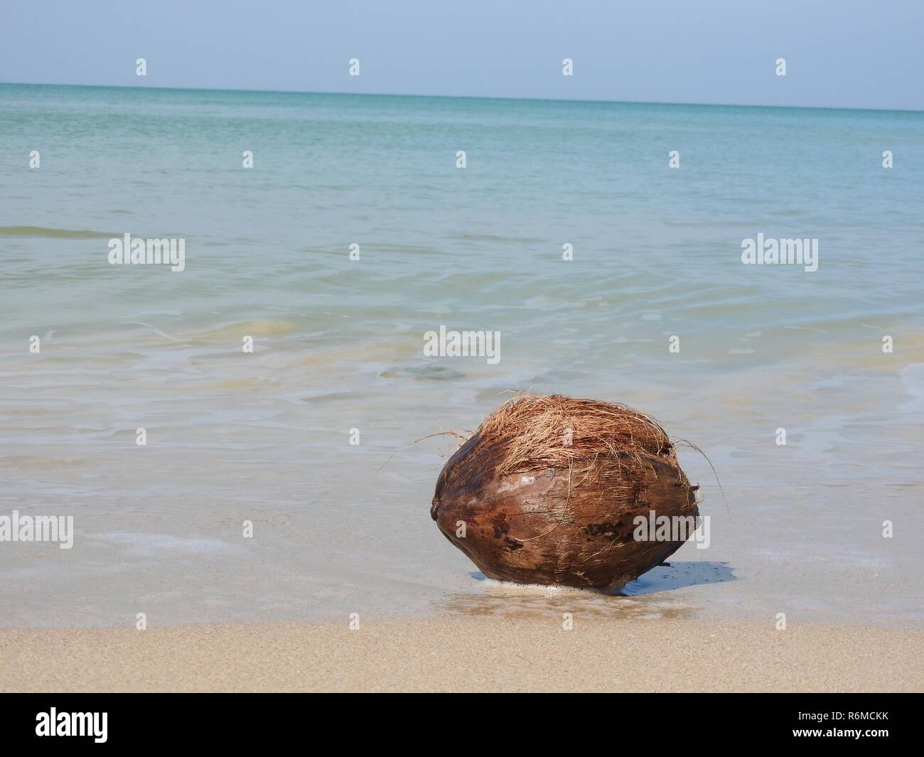 coconut on the beach Stock Photo Alamy