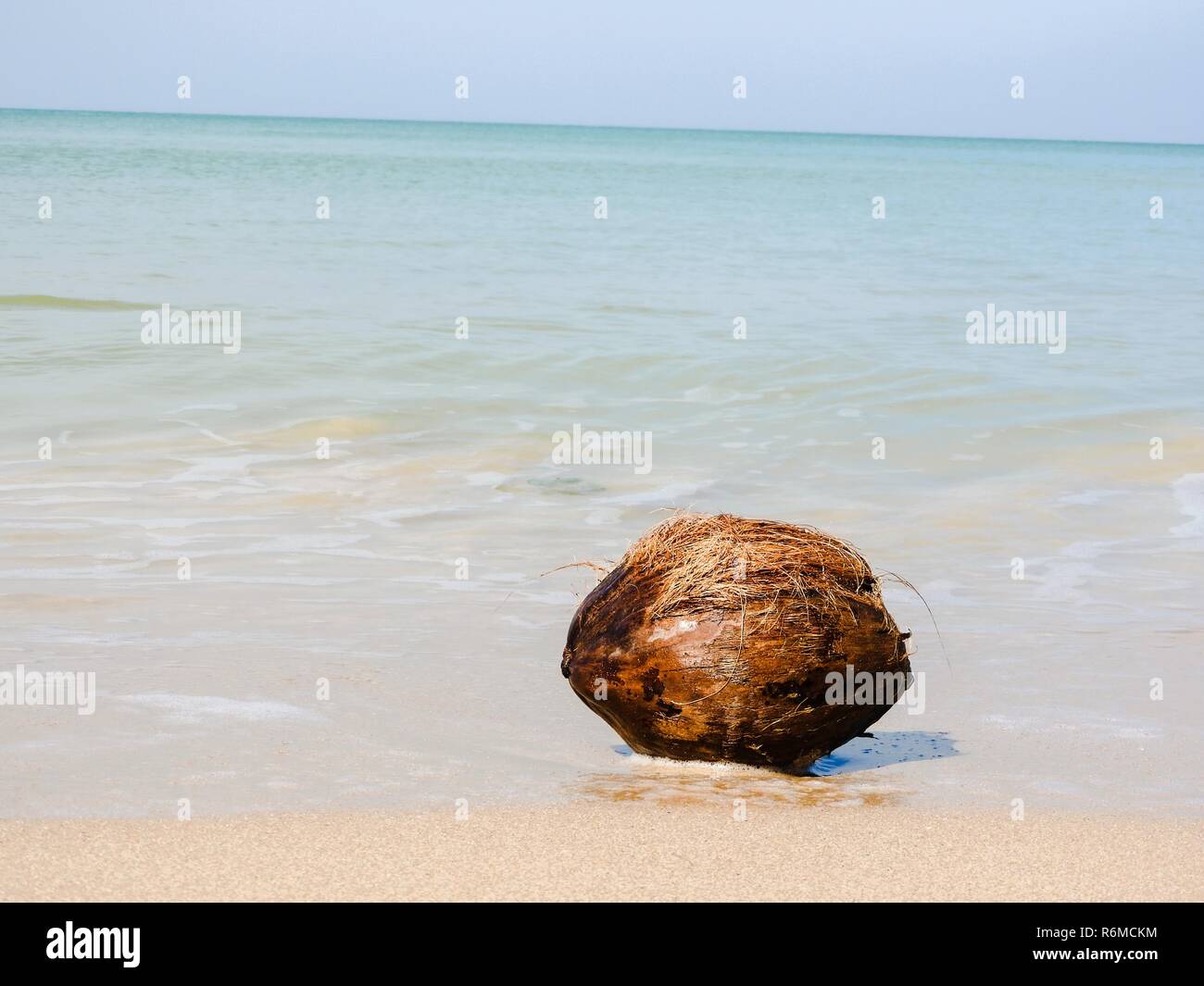 coconut on the beach Stock Photo