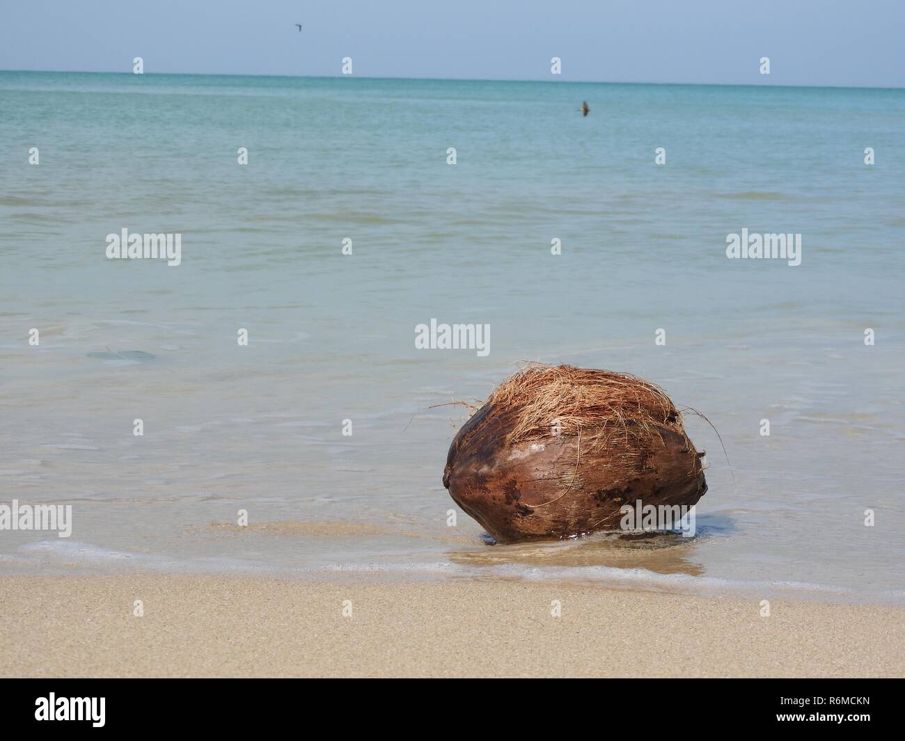 coconut on the beach Stock Photo Alamy