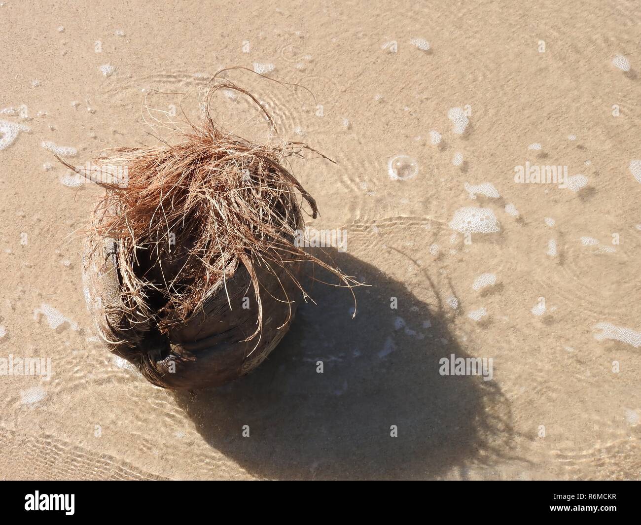 coconut on the beach Stock Photo