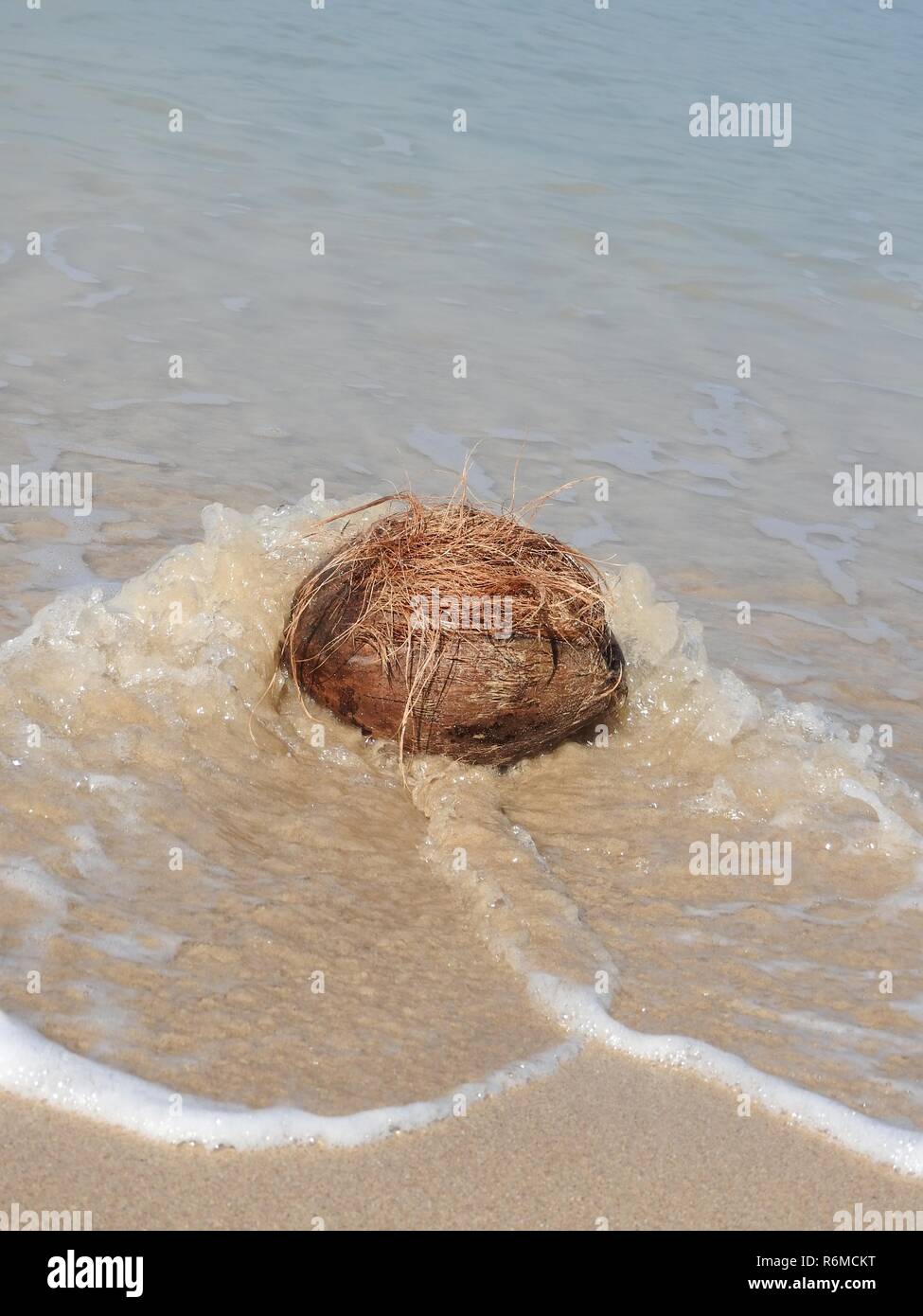 coconut on the beach Stock Photo