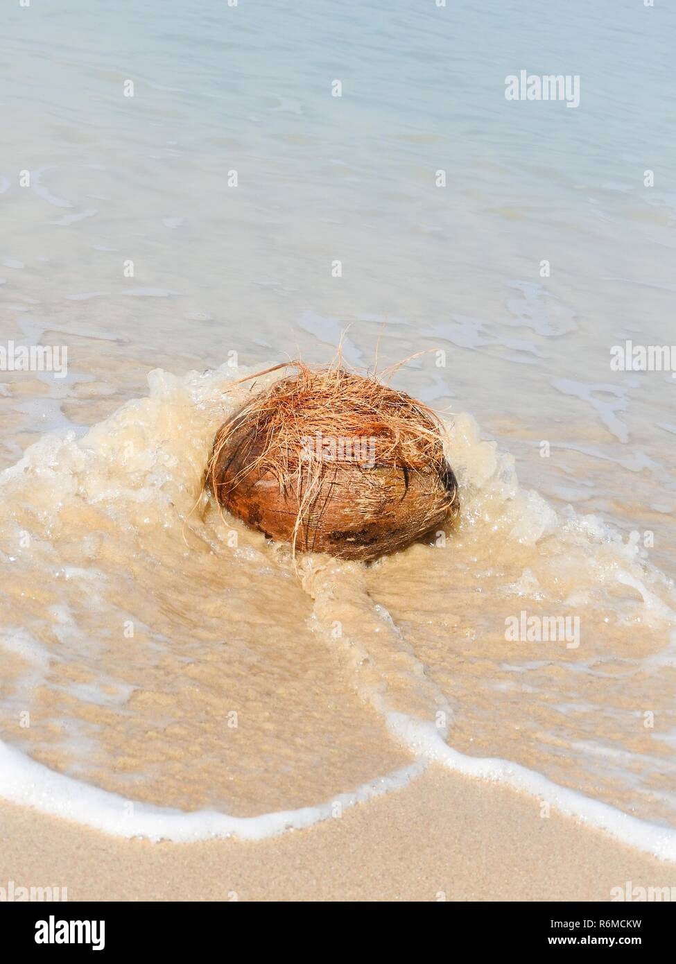 coconut on the beach Stock Photo