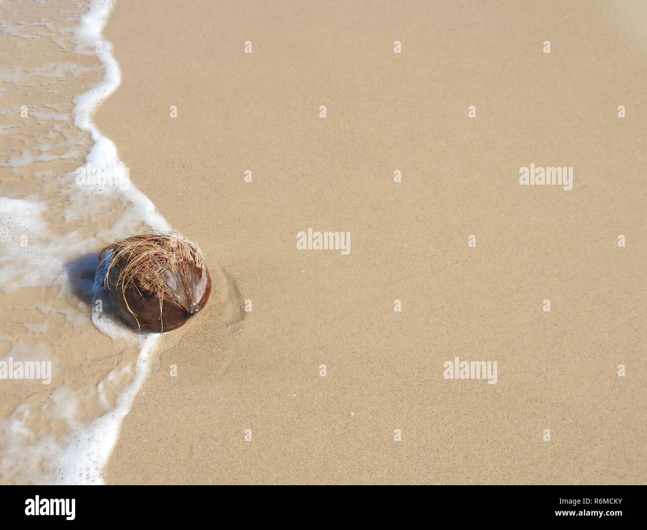 coconut on the beach Stock Photo