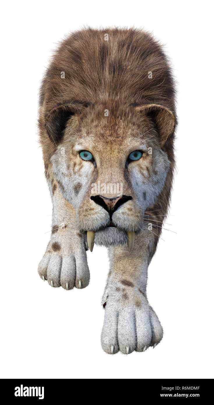 3D Rendering Sabertooth Tiger on White Stock Photo - Alamy