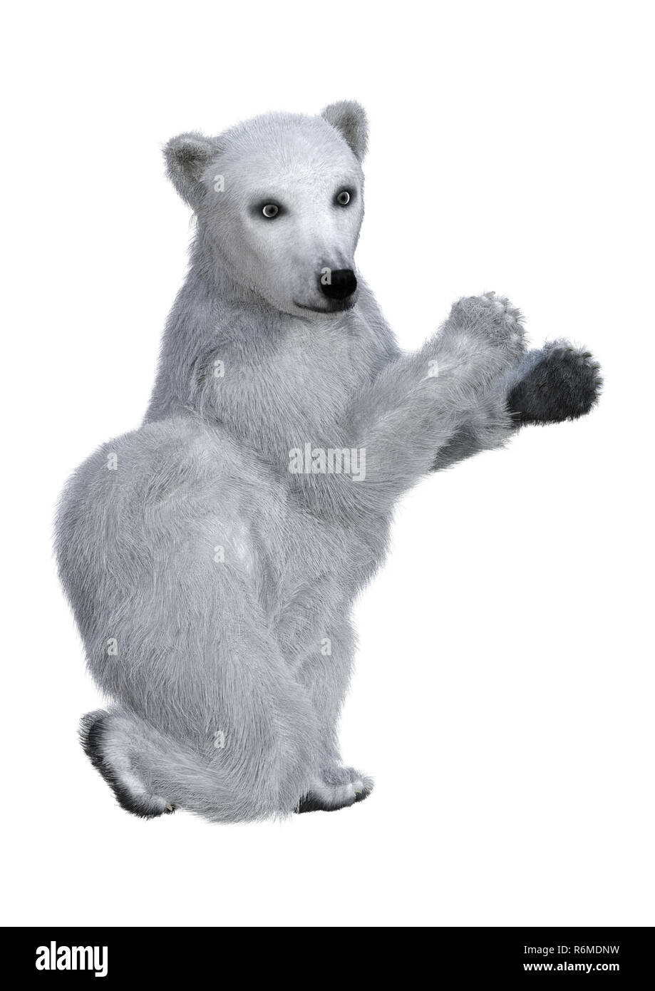 Polar cub Cut Out Stock Images & Pictures - Alamy