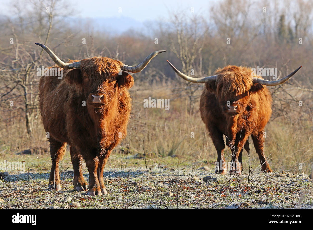 two scottish highland cattle on a cold winter morning Stock Photo