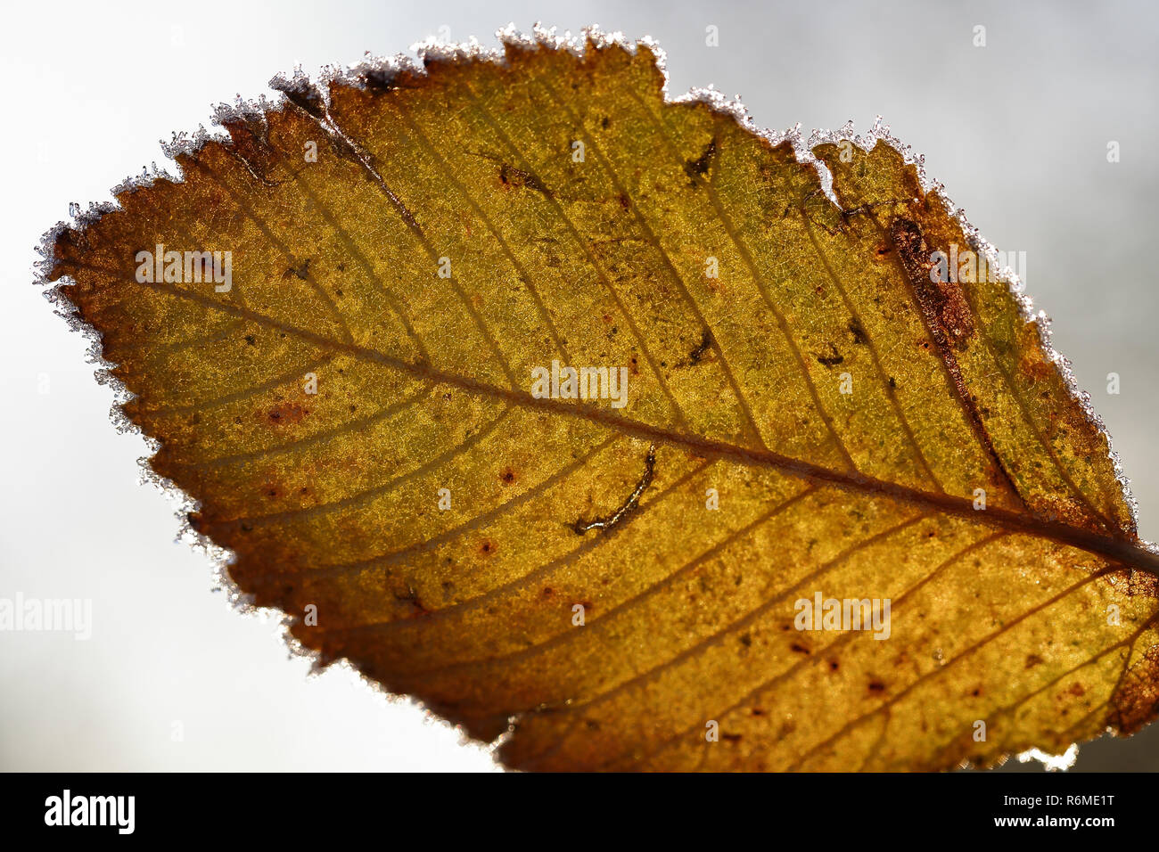 leaf with ice crystals Stock Photo