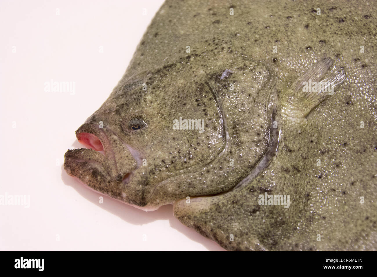 Fresh Turbot Fish head Stock Photo