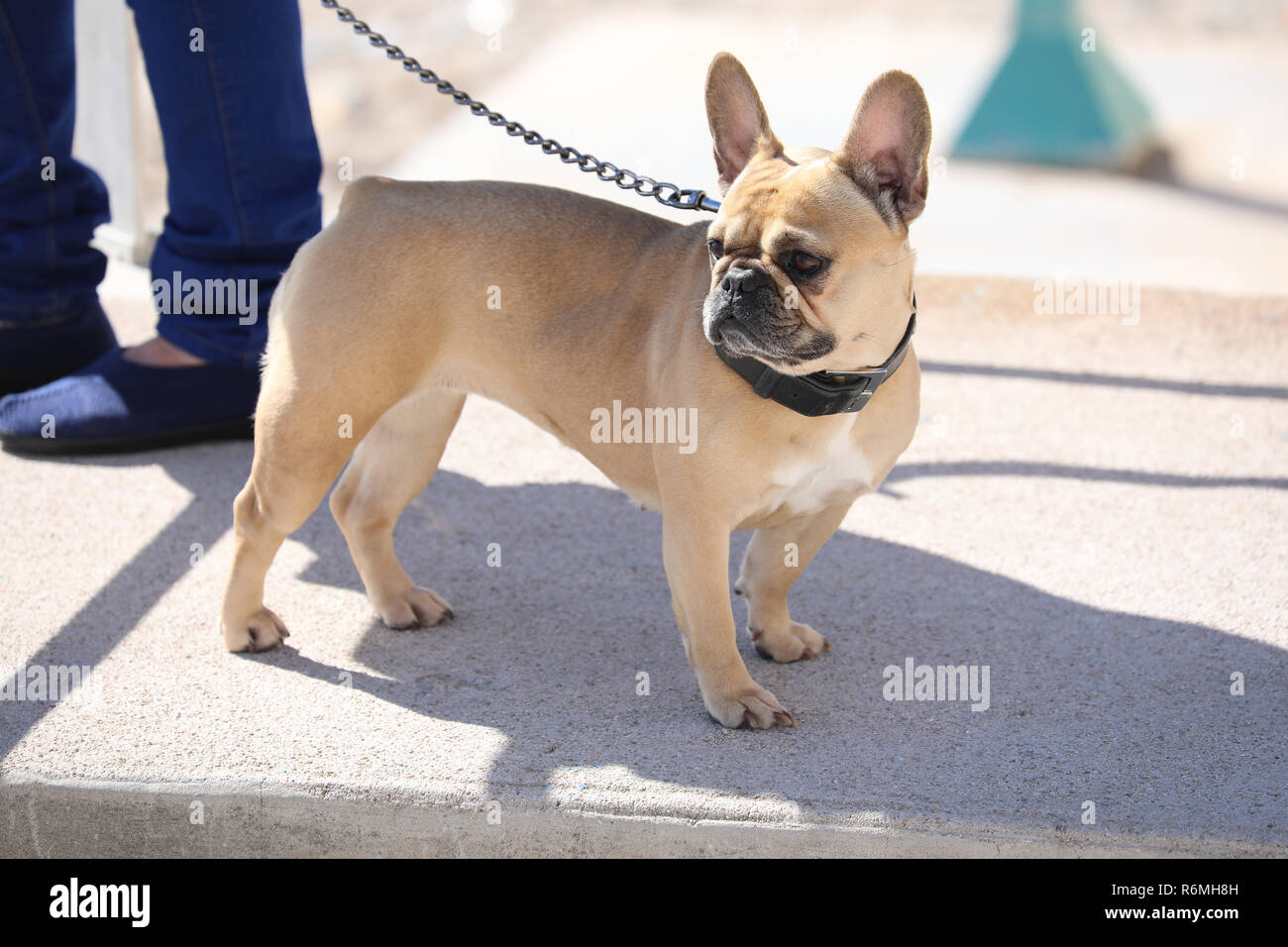 leash for french bulldog