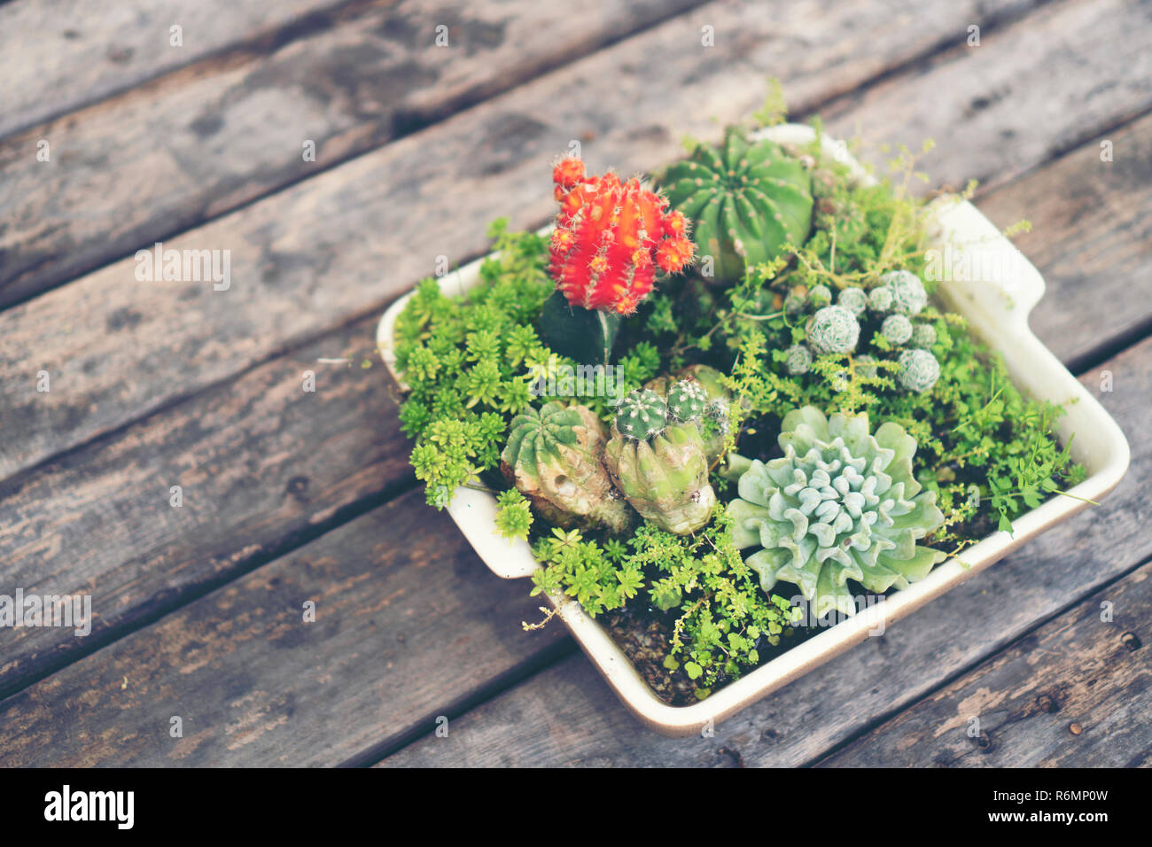 cactus pot in coffee cafe, vintage filter image Stock Photo - Alamy