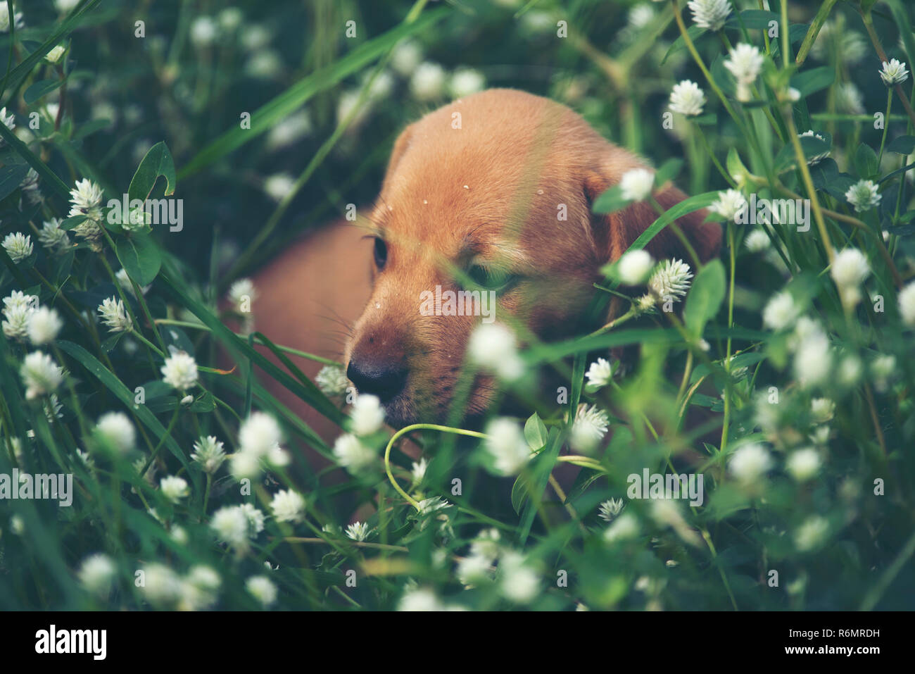 Cute puppies dog running in the meadow Stock Photo - Alamy