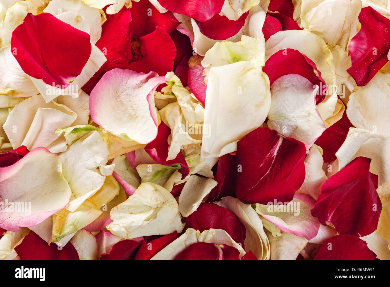Close Look At Rose Petals Hi res Stock Photography And Images Alamy close-look-at-rose-petals-hi-res-stock-photography-and-images-alamy