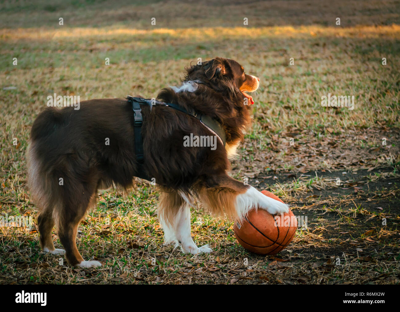 Cowboy, a six-year-old Australian Shepherd, takes a timeout from playing basketball, March 1, 2014, in Coden, Alabama. Stock Photo
