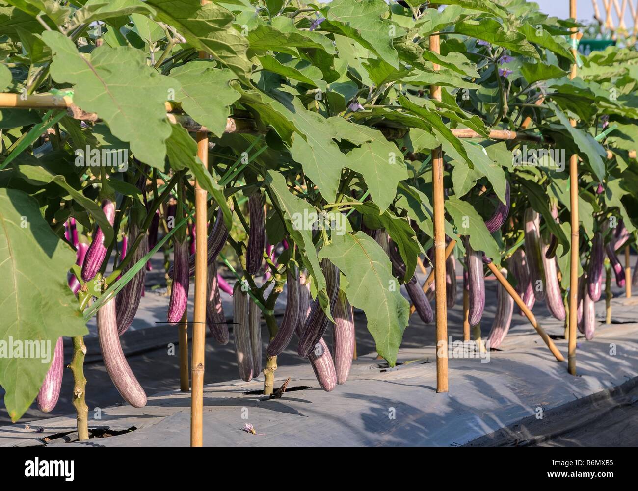 Purple long eggplant on its tree Stock Photo Alamy