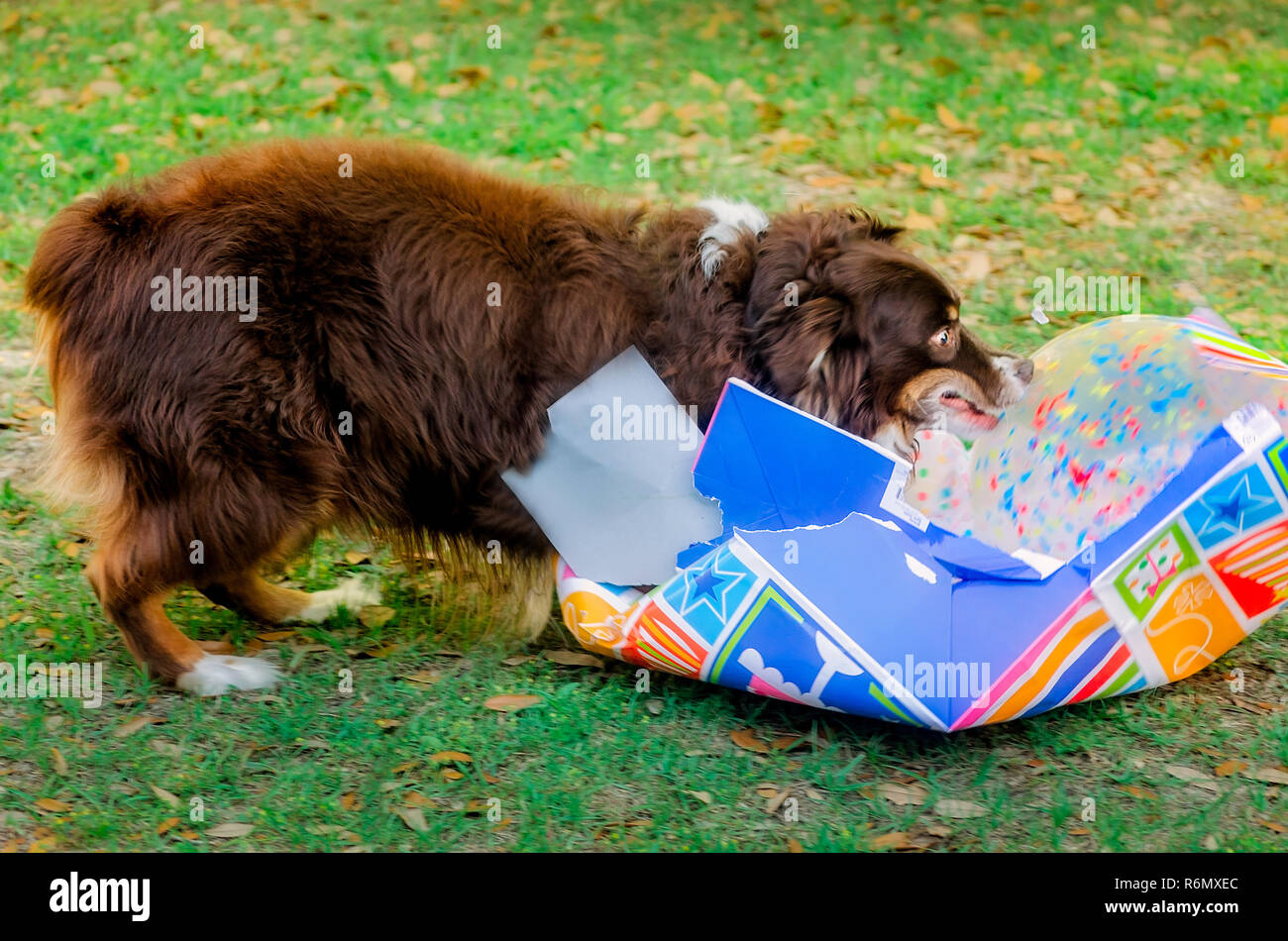 Cowboy, an eight-year-old red tri Australian Shepherd, expresses surprise as he opens a bag containing a ball at his birthday party, April 4, 2016. Stock Photo