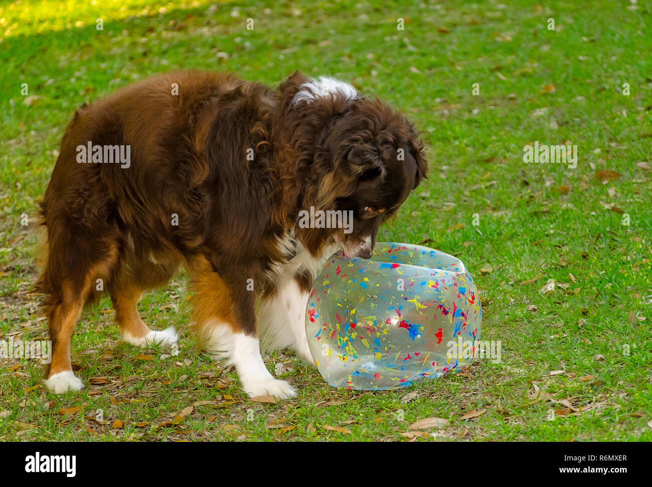 Cowboy, an eight-year-old red tri Australian Shepherd, expresses surprise after bursting his new ball at his birthday party, April 4, 2016. Stock Photo