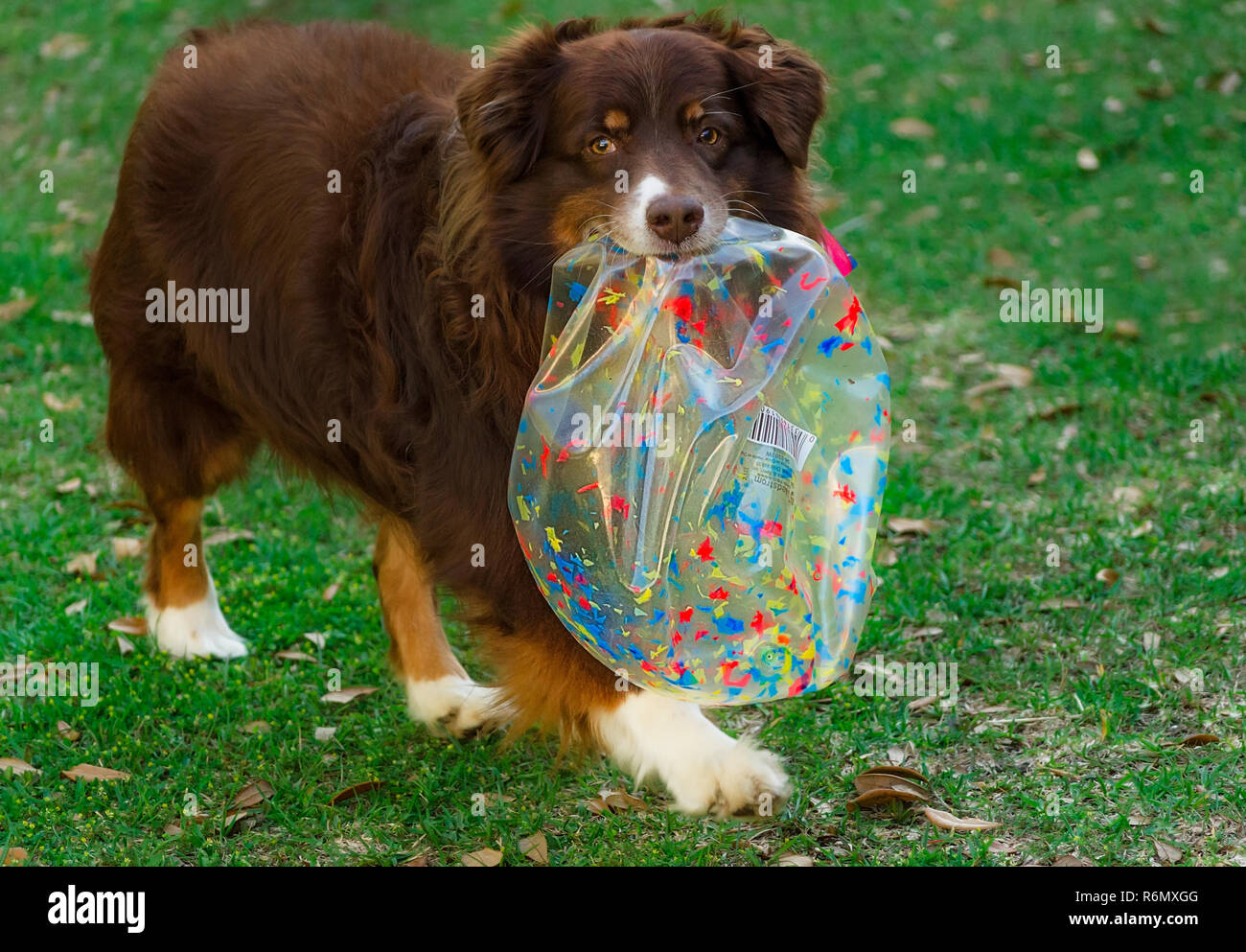 Cowboy, an eight-year-old red tri Australian Shepherd, carries a deflated ball after bursting it at his birthday party, April 4, 2016. Stock Photo