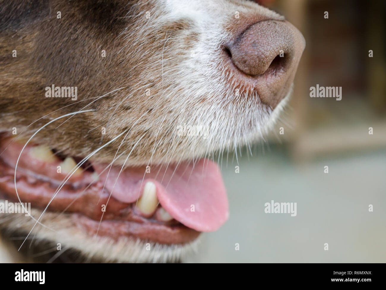 A closeup of the nose of a six-year-old Australian Shepherd dog. A dog's nose is between 1,000 to 10,000 times more sensitive than that of a human. Stock Photo