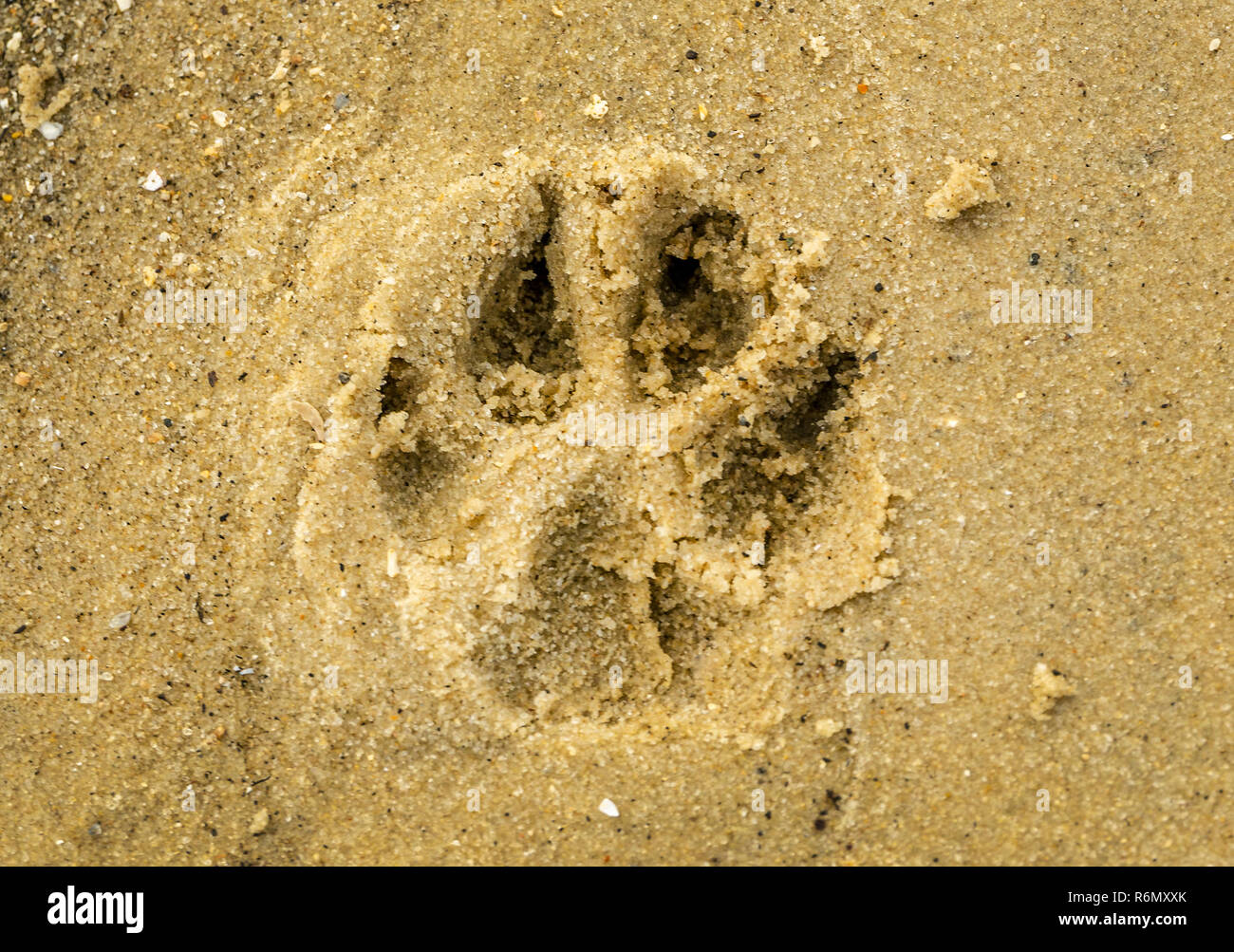 A paw print of an Australian Shepherd dog is seen on the beach on the