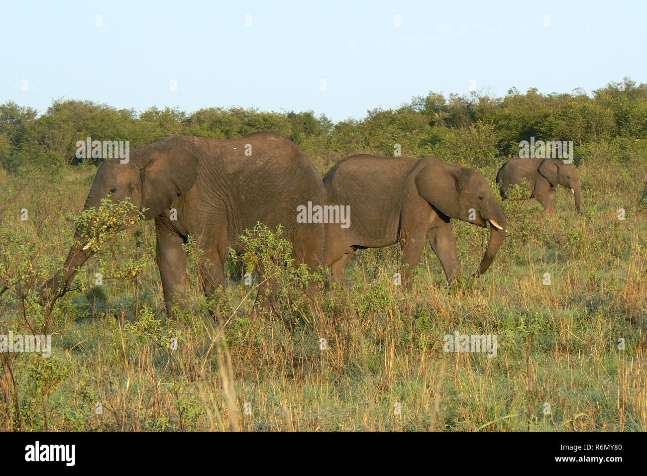 elephants in kenya Stock Photo Alamy
