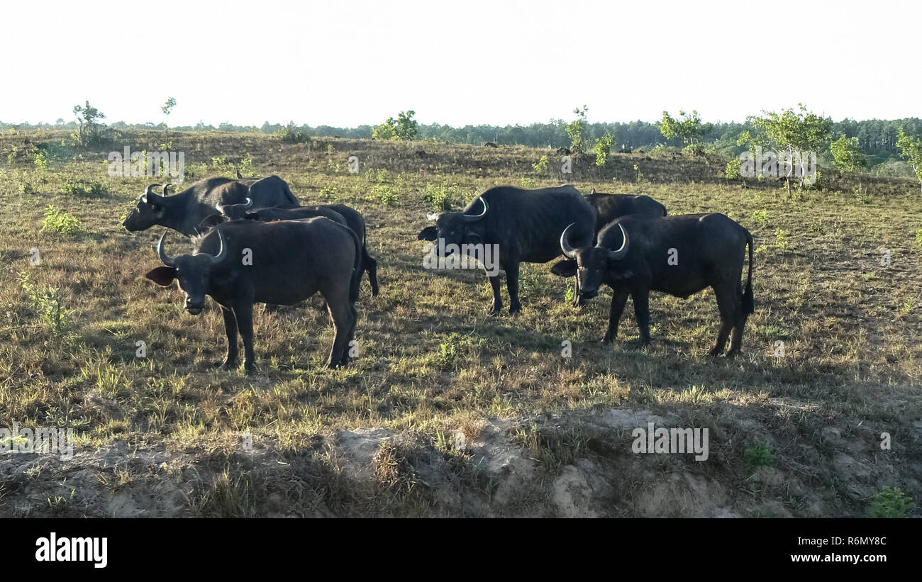buffalo in the savannah safari in kenya Stock Photo